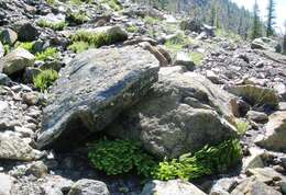 Image of Northern maidenhair fern