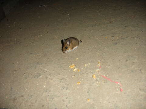 Image de Peromyscus melanotis J. A. Allen & Chapman 1897