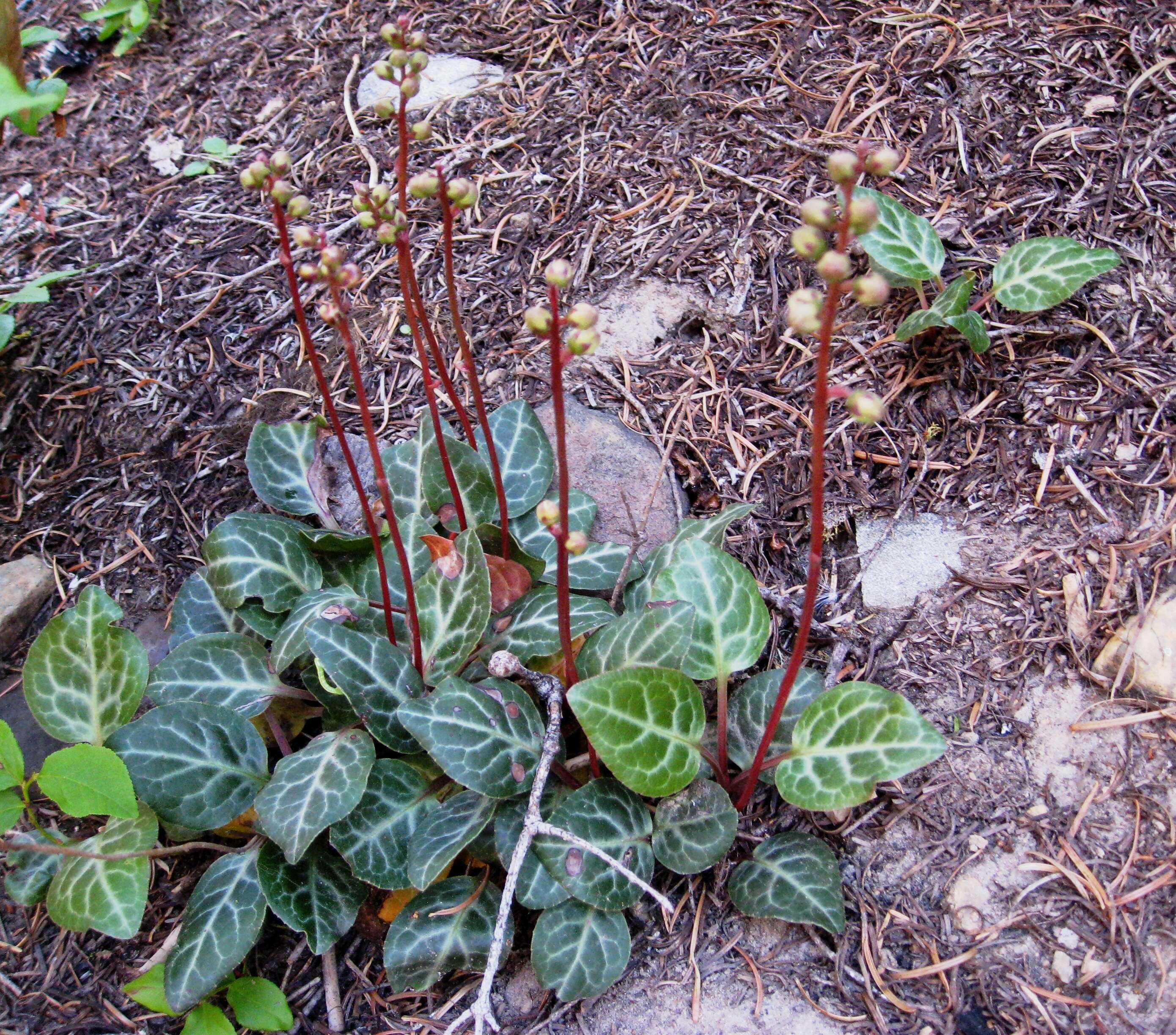 Image of whiteveined wintergreen