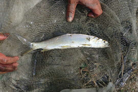 Image of Australian giant herring