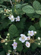 Image of Himalayan blackberry