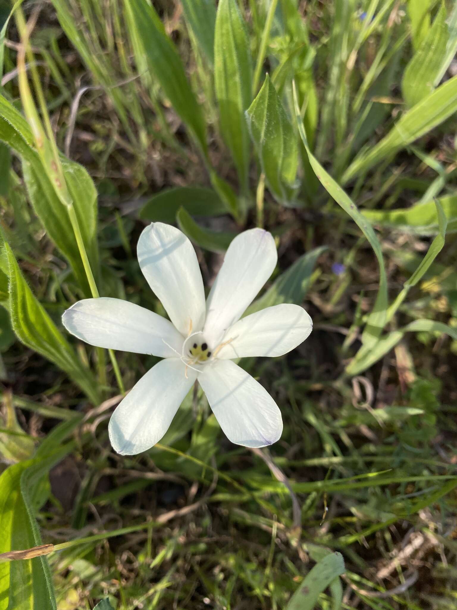 Image of Cape buttercup