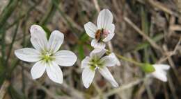 Image of lanceleaf springbeauty