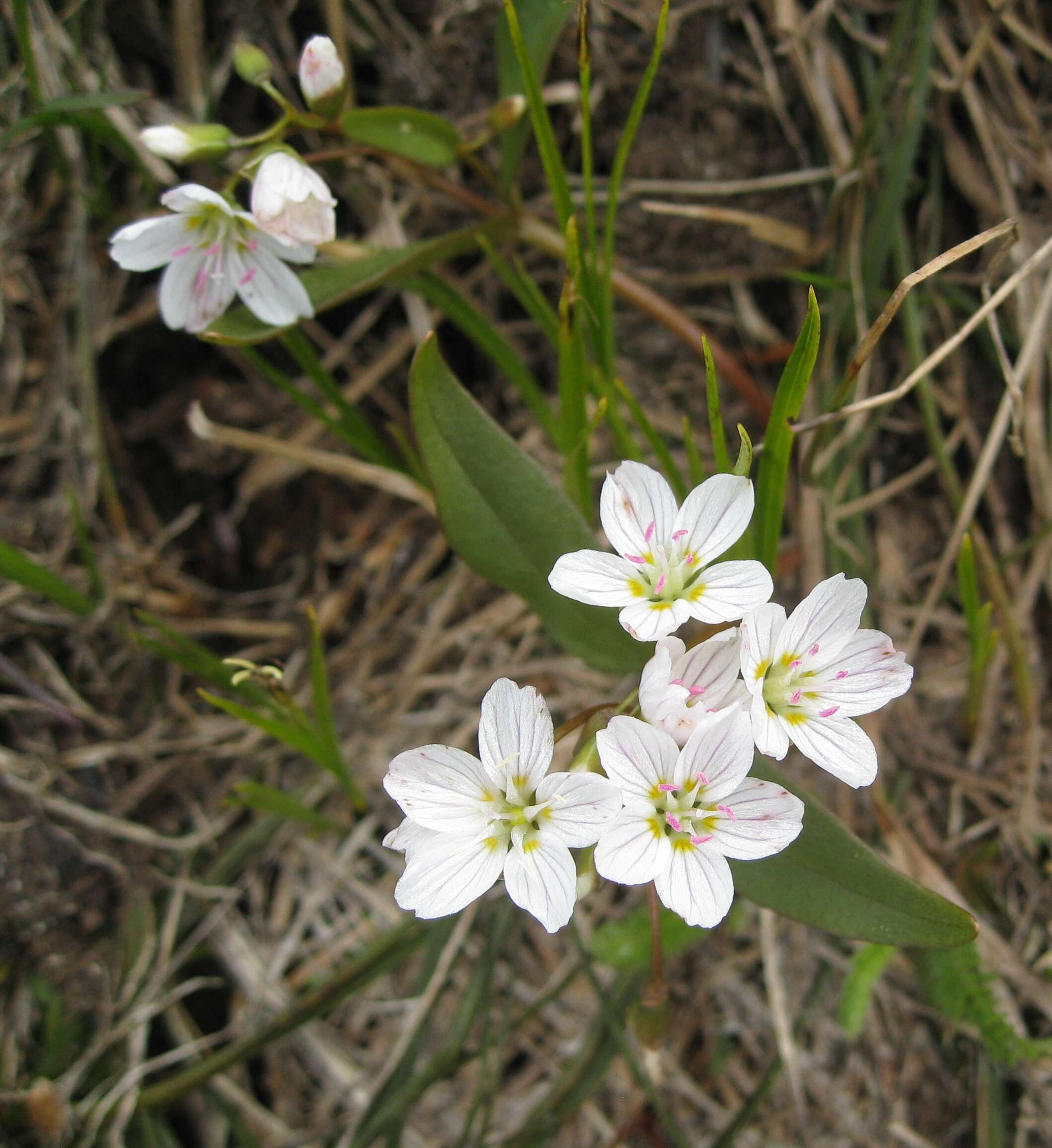 Image of lanceleaf springbeauty