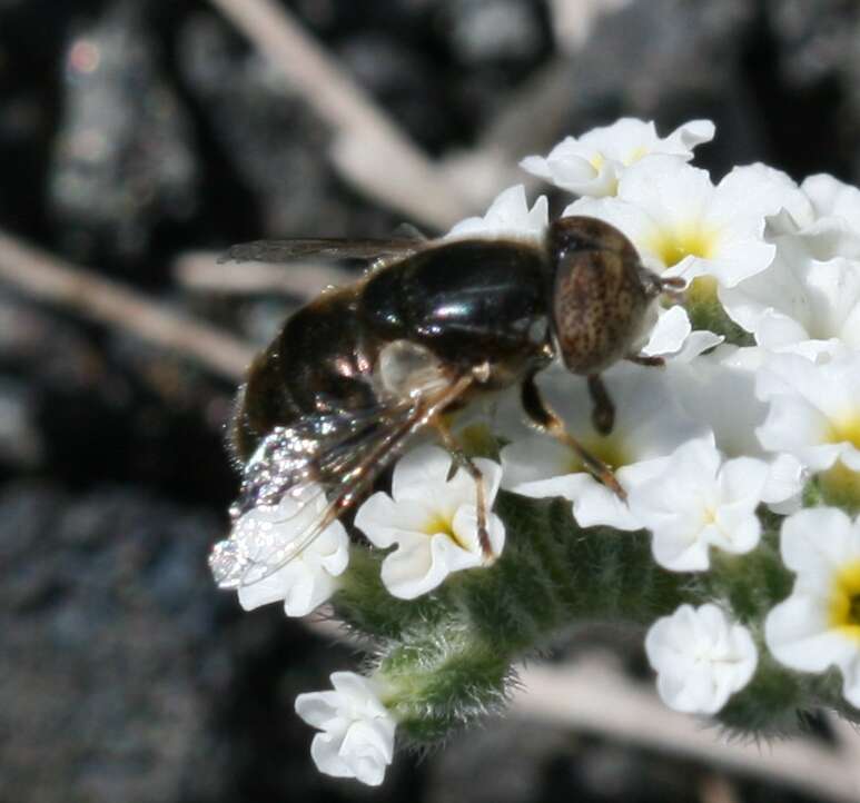 صورة Eristalinus aeneus (Scopoli 1763)