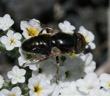 صورة Eristalinus aeneus (Scopoli 1763)