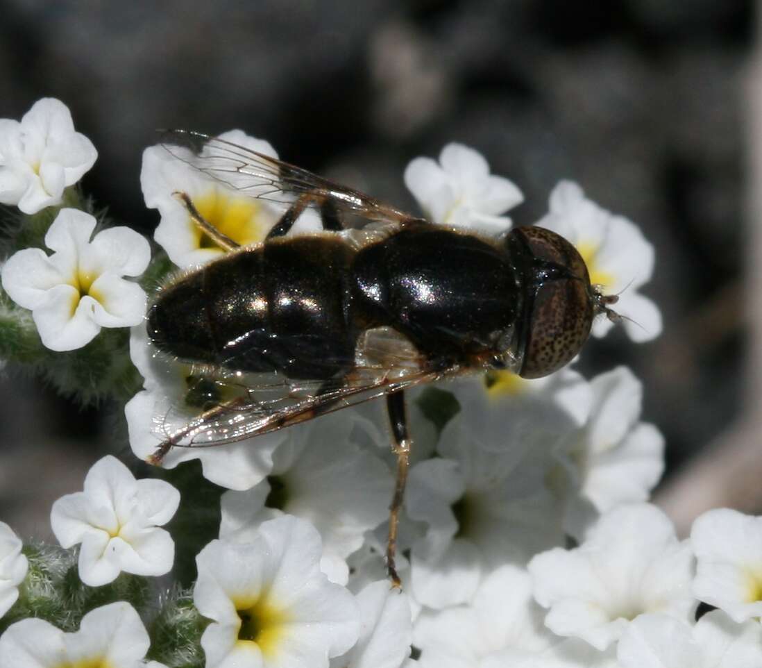 صورة Eristalinus aeneus (Scopoli 1763)