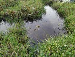 Imagem de Scirpus maximowiczii C. B. Clarke