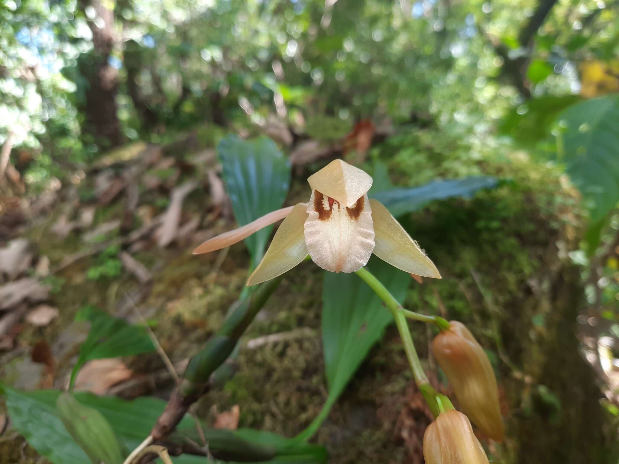 Image of Coelogyne fuscescens Lindl.