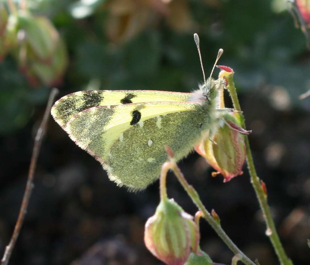 Image of Euchloe charlonia