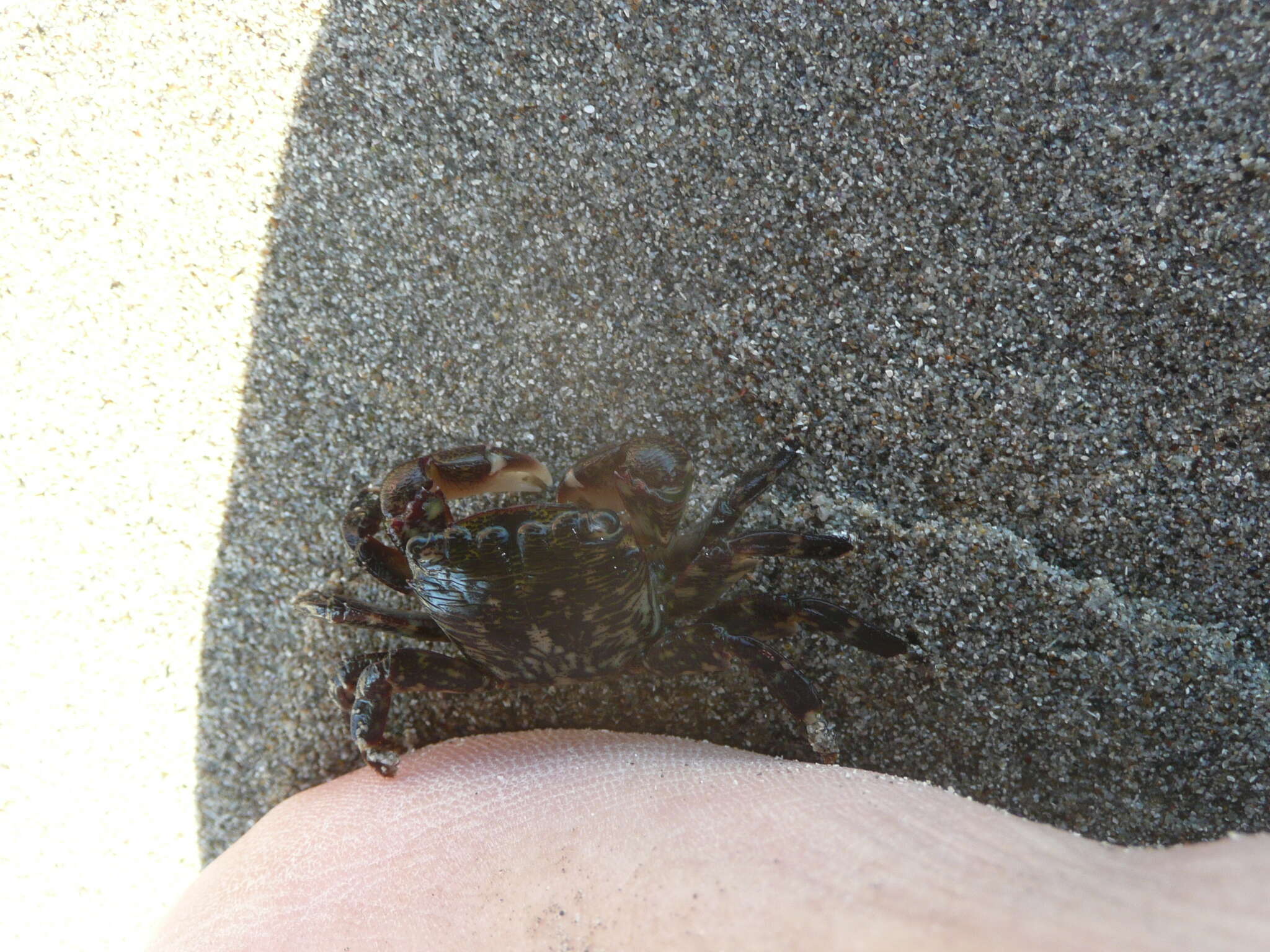 Image of striped shore crab