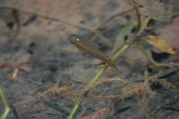 Image of Golden Wonder Killifish