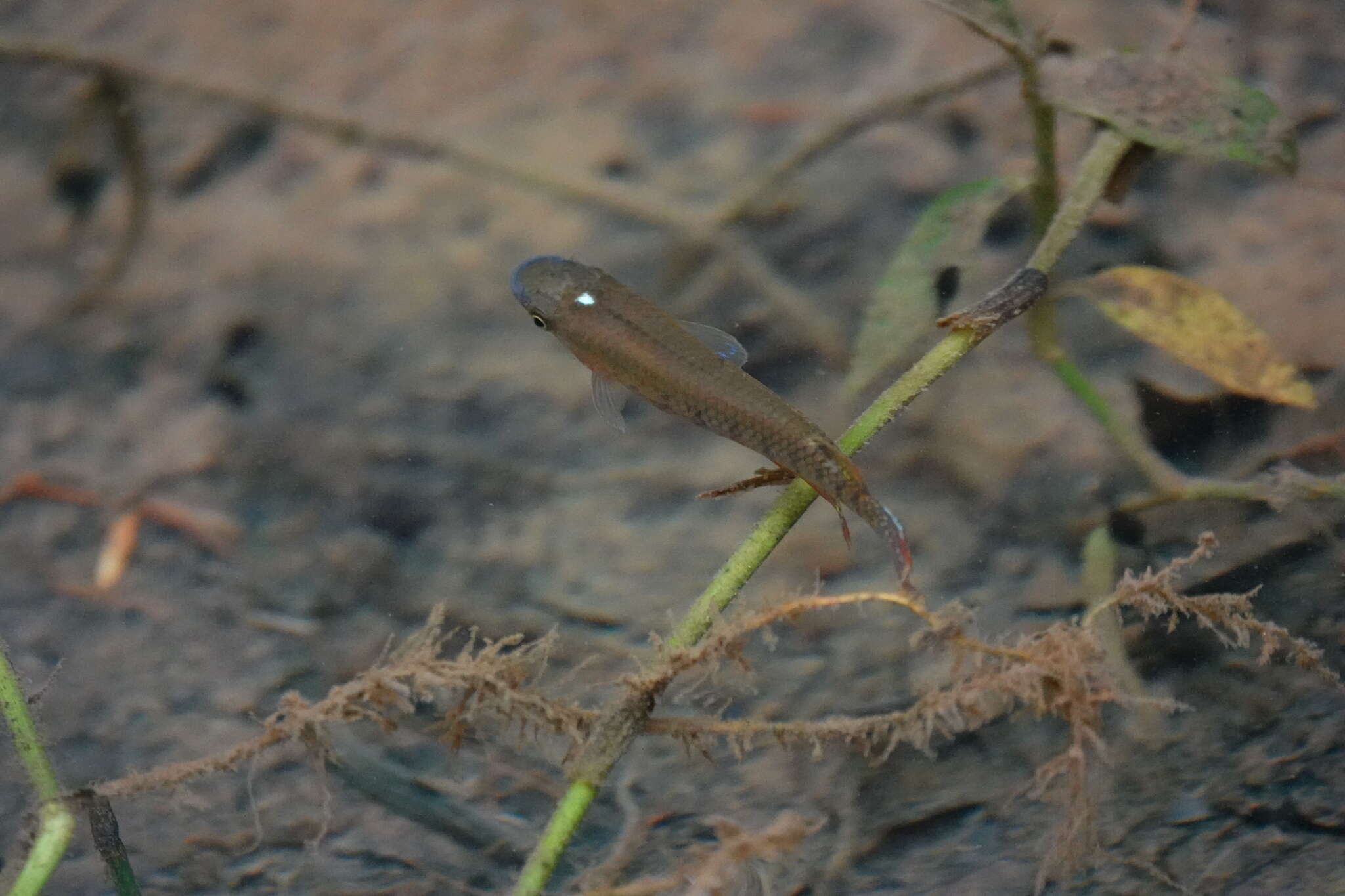 Plancia ëd Aplocheilus lineatus (Valenciennes 1846)