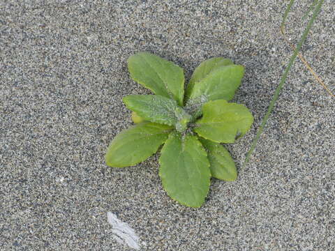 Plancia ëd Jacobaea pseudoarnica (Less.) Zuev