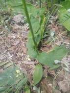 Image of Verbascum ustulatum Celak.