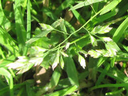 Image of Annual Meadow Grass