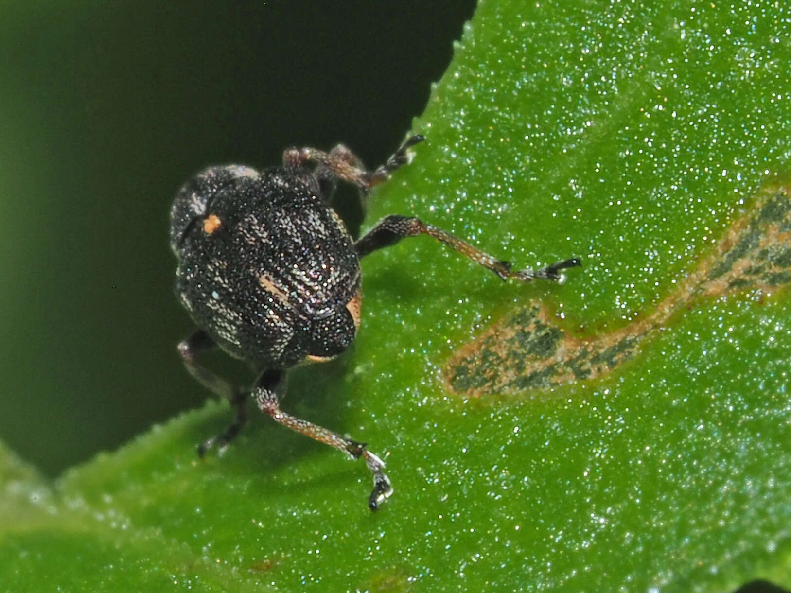 Plancia ëd Rhinoncus perpendicularis (Reich & G. C. 1797)