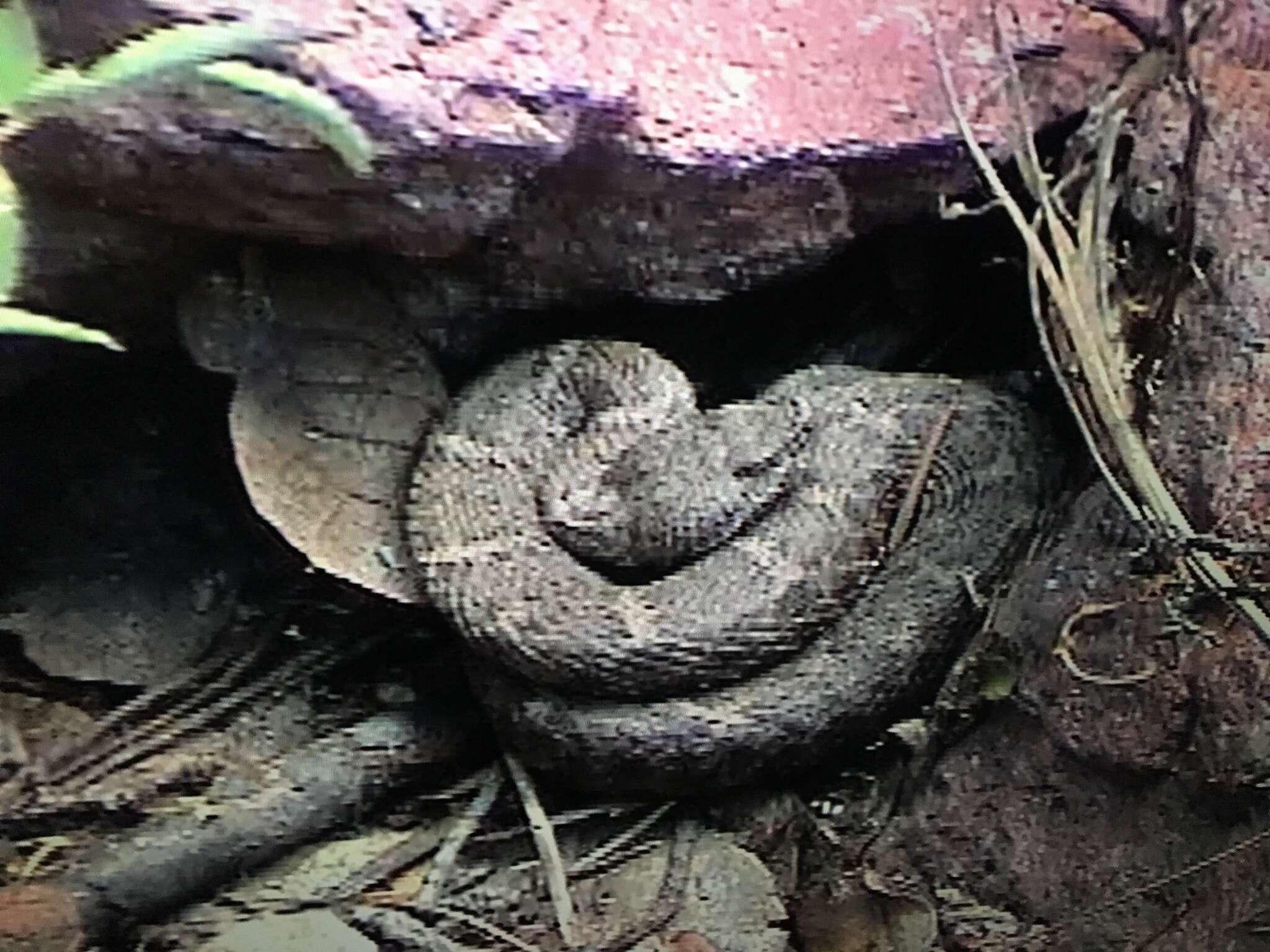 Image of New Mexican ridge-nosed rattlesnake