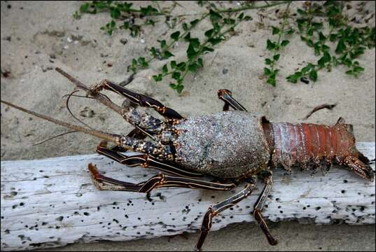 Image of Pronghorn Spiny Lobster