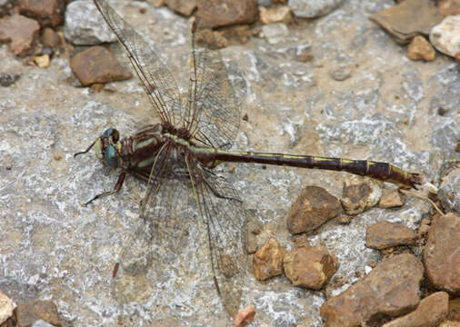 Image of Phanogomphus lividus (Selys 1854)