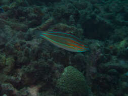 Image of Blue-ribbon wrasse