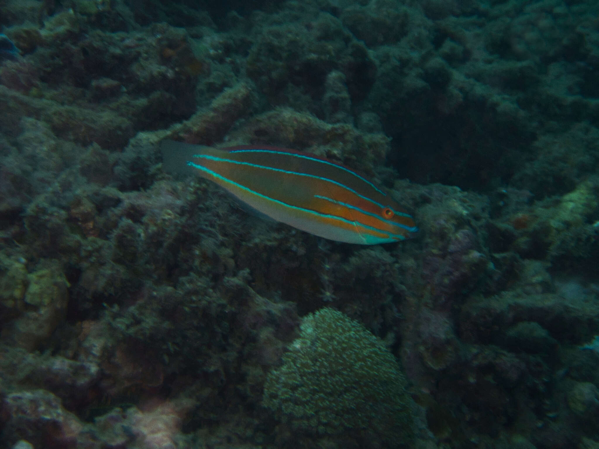 Image of Blue-ribbon wrasse