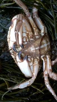 Image of Jonah crab