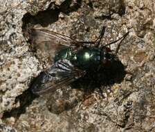 Eudasyphora cyanella (Meigen 1826) resmi