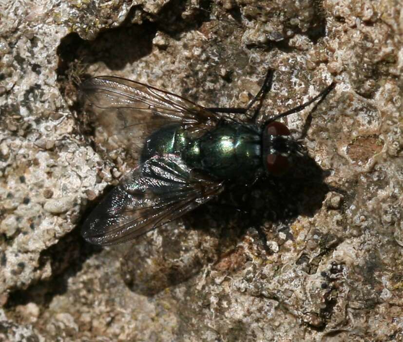 Eudasyphora cyanella (Meigen 1826) resmi