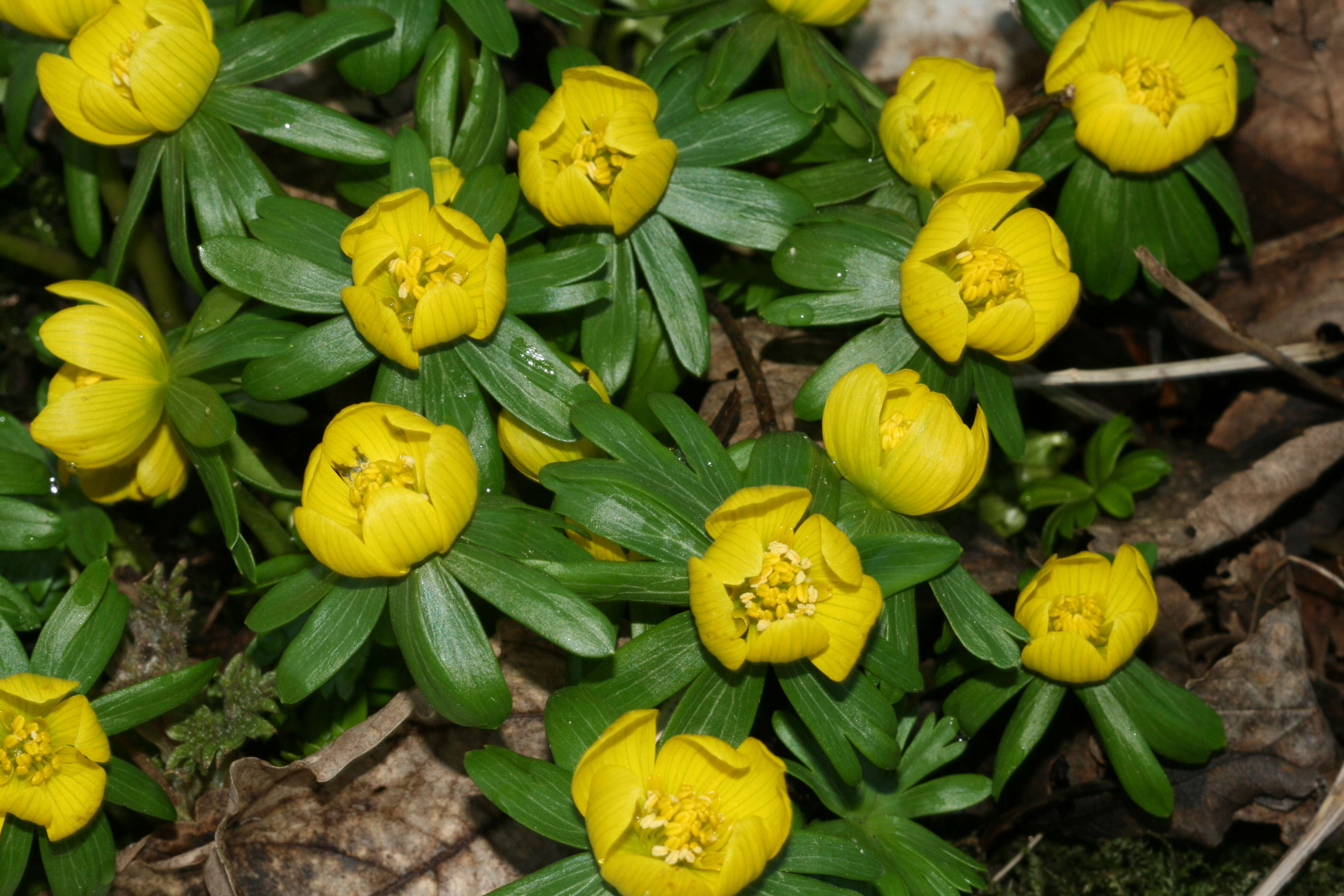 Image of eranthis