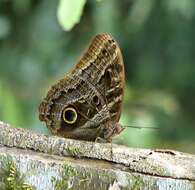 Imagem de Caligo illioneus pampeiro Fruhstorfer 1904