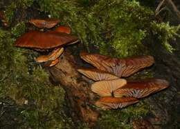 Plancia ëd Flammulina velutipes (Curtis) Singer 1951