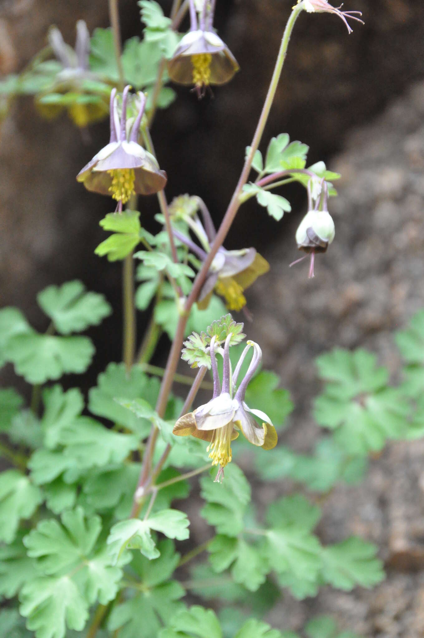 Image of Aquilegia viridiflora Pall.