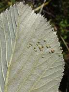 Image of <i>Eriophyes arianus</i>