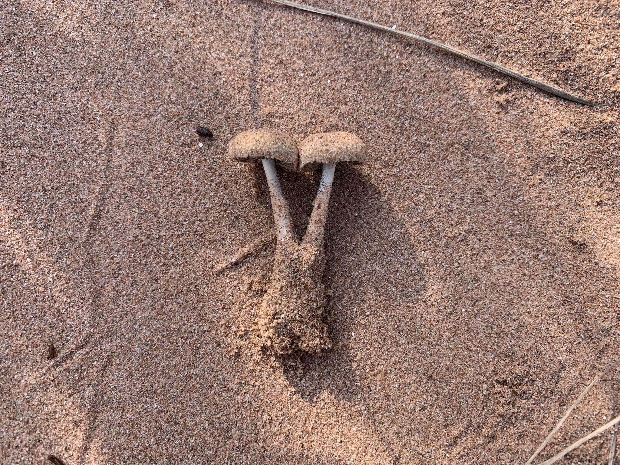 Image of Psathyrella arenulina (Peck) A. H. Sm. 1972