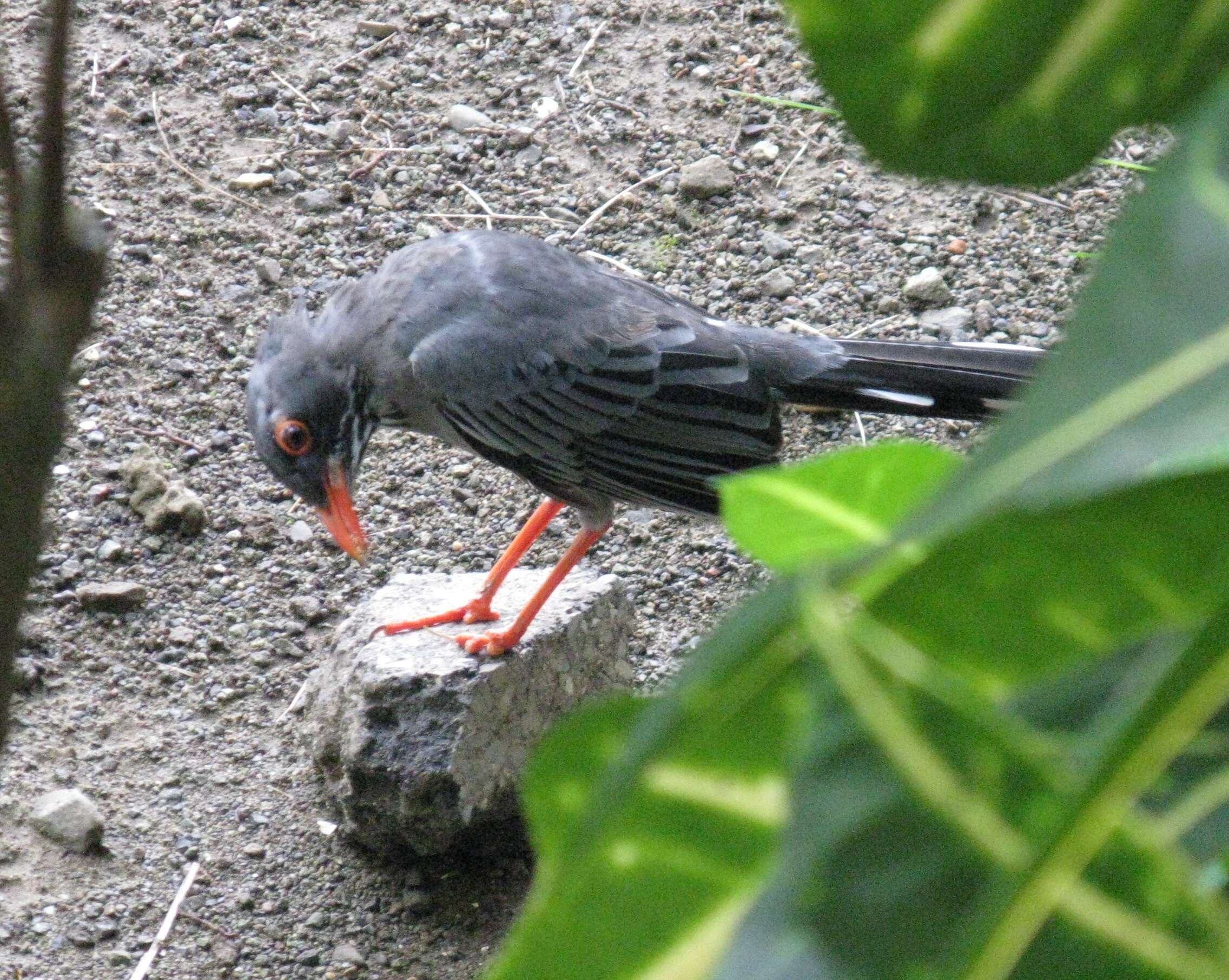 Image of Red-legged Thrush