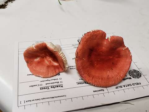 Image of Russula rubellipes Fatto 1998