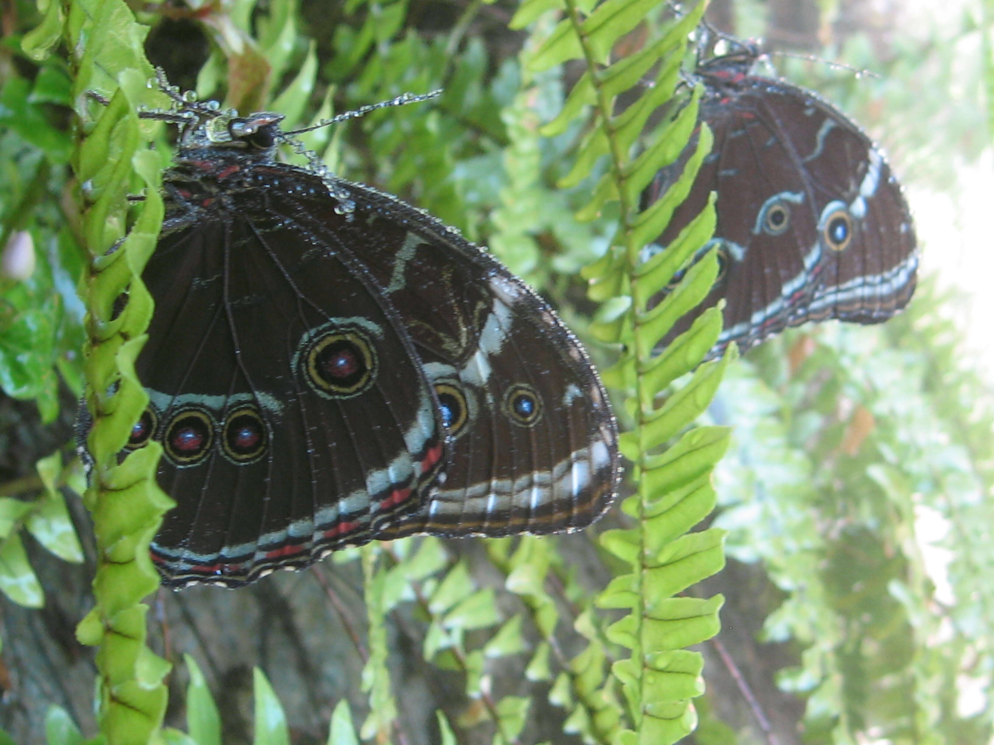 Image of Morpho peleides Kollar 1850