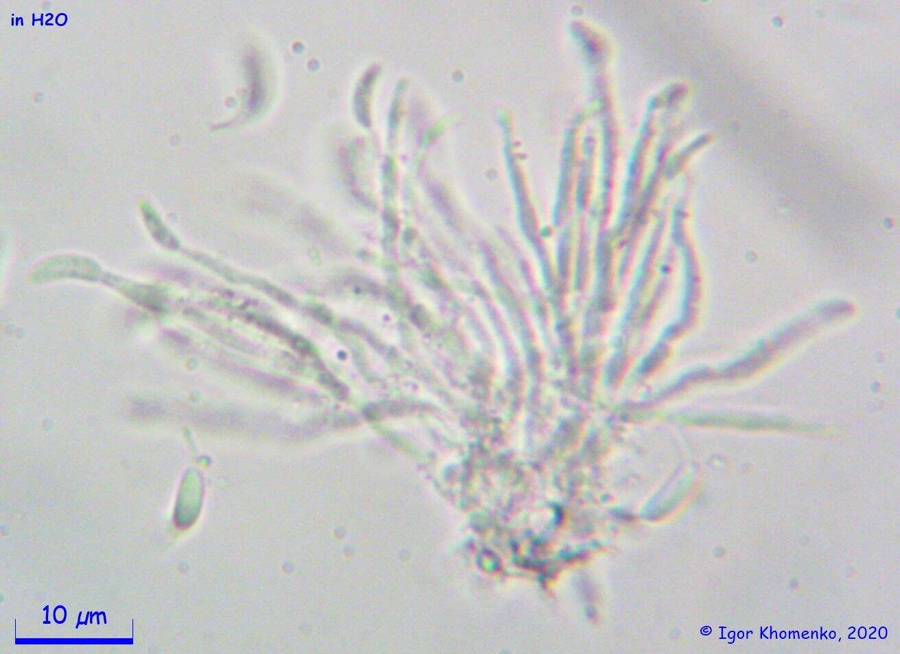 Слика од Dinemasporium decipiens (De Not.) Sacc. 1881