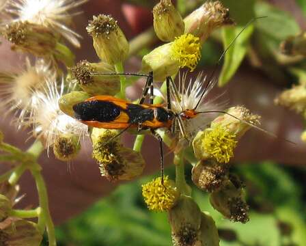 Image of Milkweed Assassin Bug