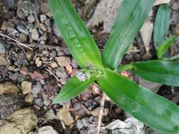 Murdannia bracteata (C. B. Clarke) J. K. Morton ex D. Y. Hong的圖片