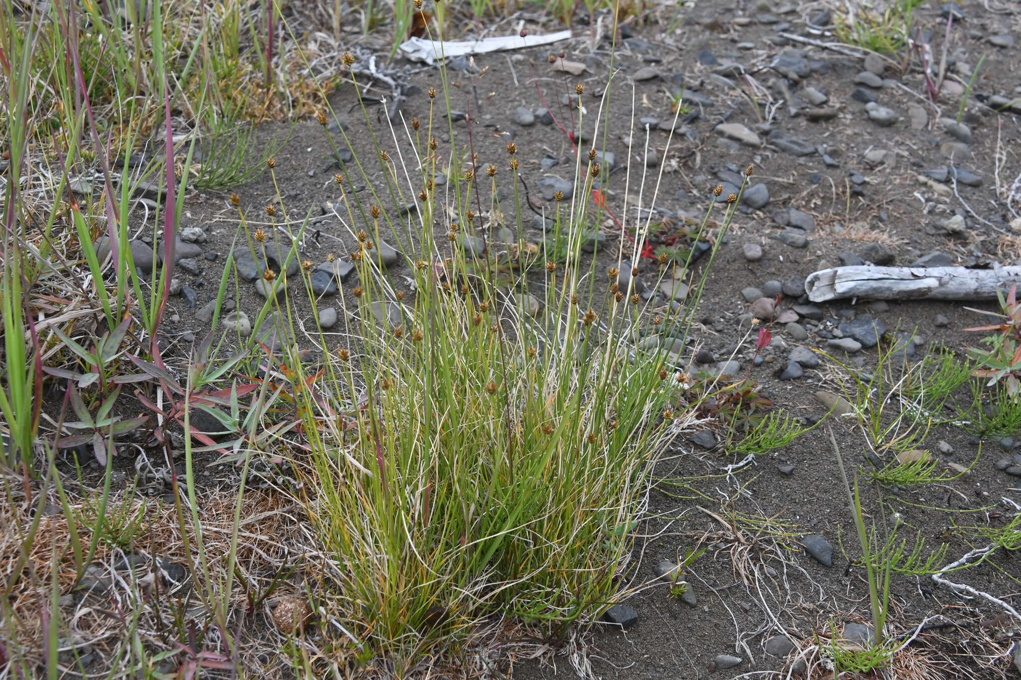 Imagem de Carex capitata Sol.