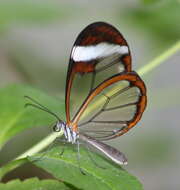 Image of Glass Wing