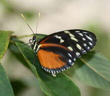 Image of Heliconius hecale Fabricius 1775