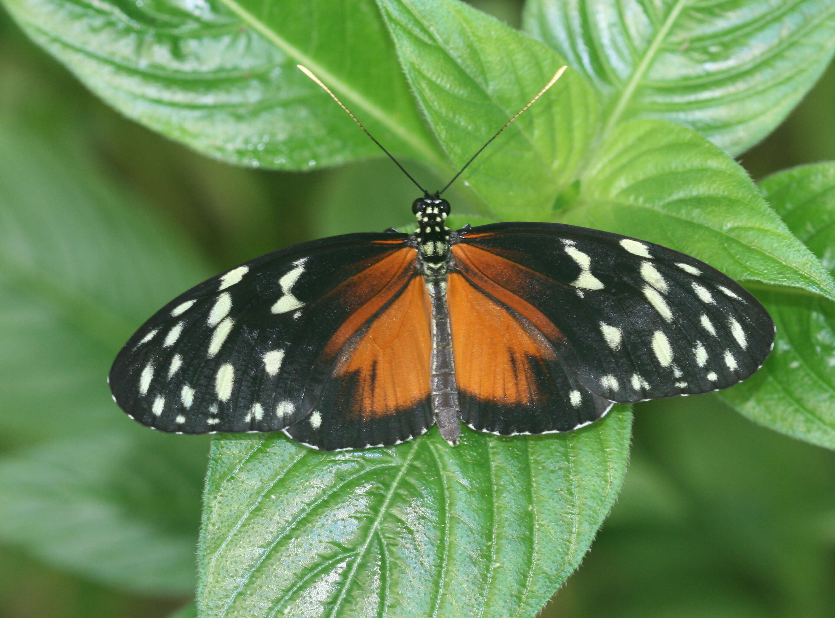 Image of Heliconius hecale Fabricius 1775