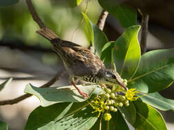 Image of Bar-breasted Honeyeater