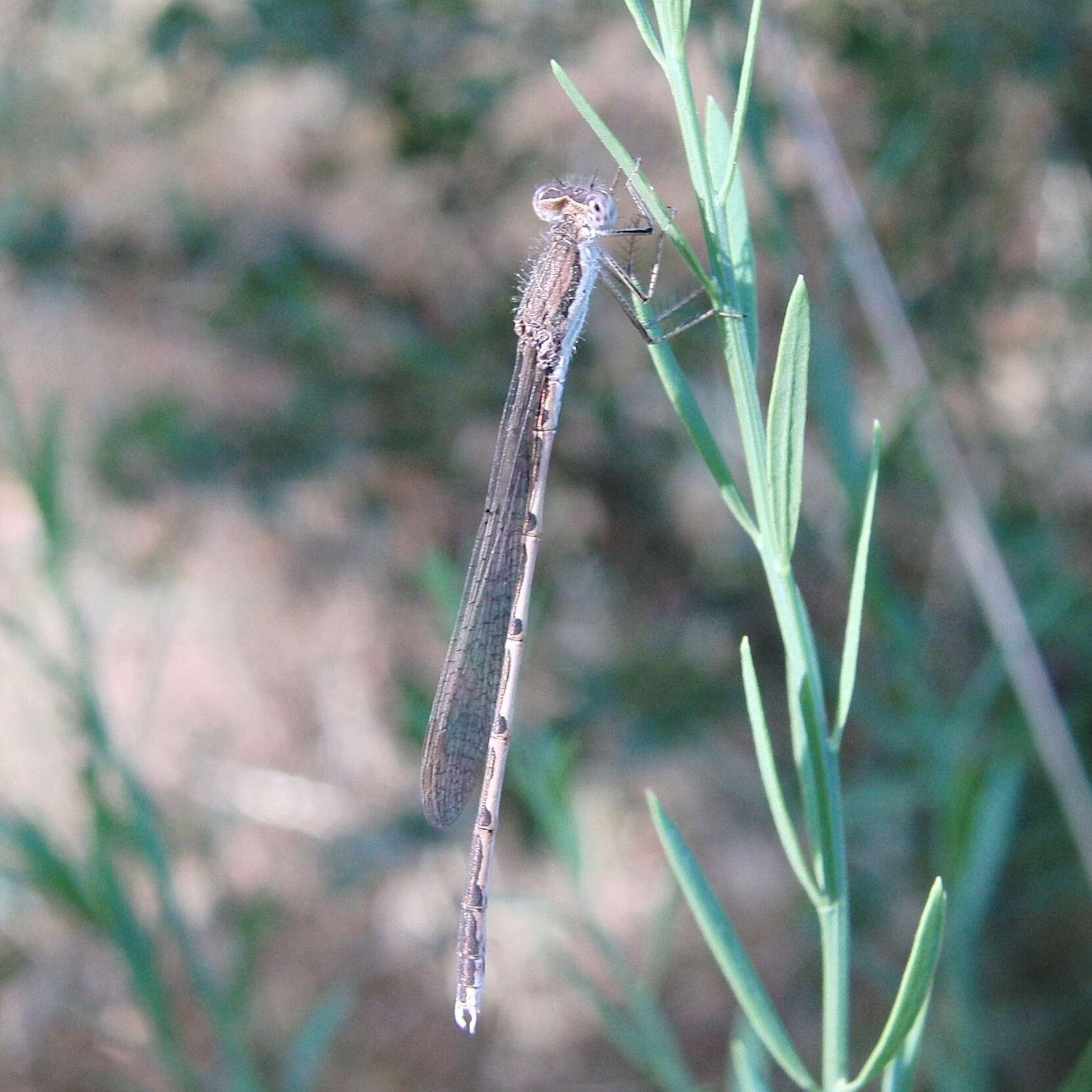 Image of Common Winter Damsel