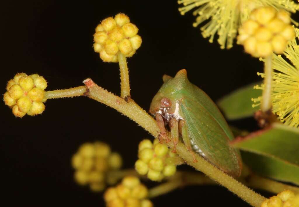 Image of Sextius virescens Fairmaire