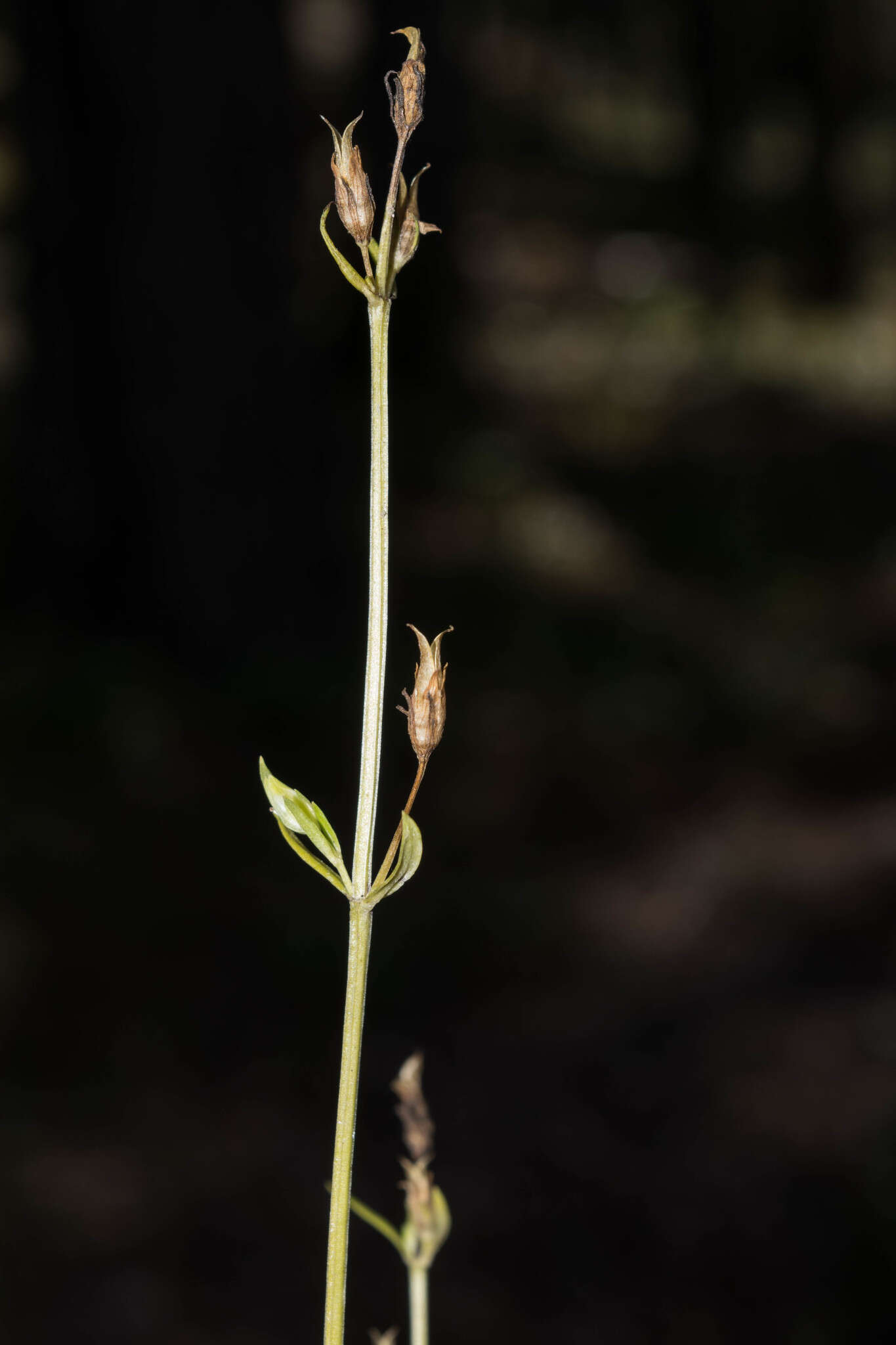 Image of Halenia brevicornis (Kunth) G. Don