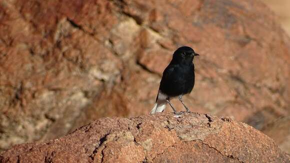 Image of White-crowned Black Wheatear